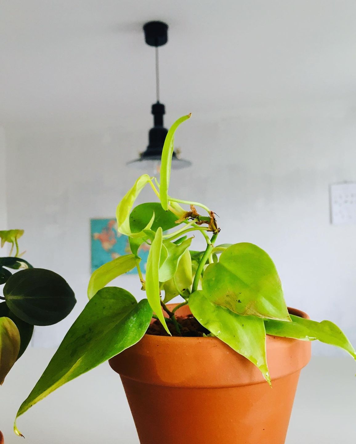 Customer photo review of PHILODENDRON HEDERACEUM LEMON LIME