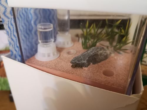 Customer photo review of Lasius niger colony
