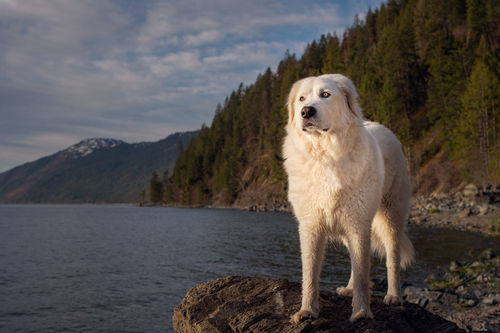 Customer photo review of Dog Mom/Dad - Personalized Custom Unisex T-shirt - Gifts For Dog Lovers