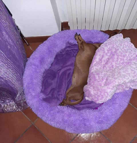 Customer photo review of Cuccia Antistress Per Pelosetti - Super Cucciolo®