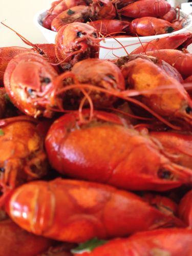 Customer photo review of Live Crawfish 活小龙虾 (1.5-1.8磅/LB)