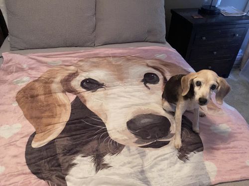 Customer photo review of Custom Pet Stickers