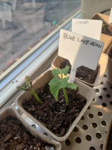 Customer photo review of 16,500 Heirloom Vegetable Seeds 40 Variety Kit with FREE SHIPPING