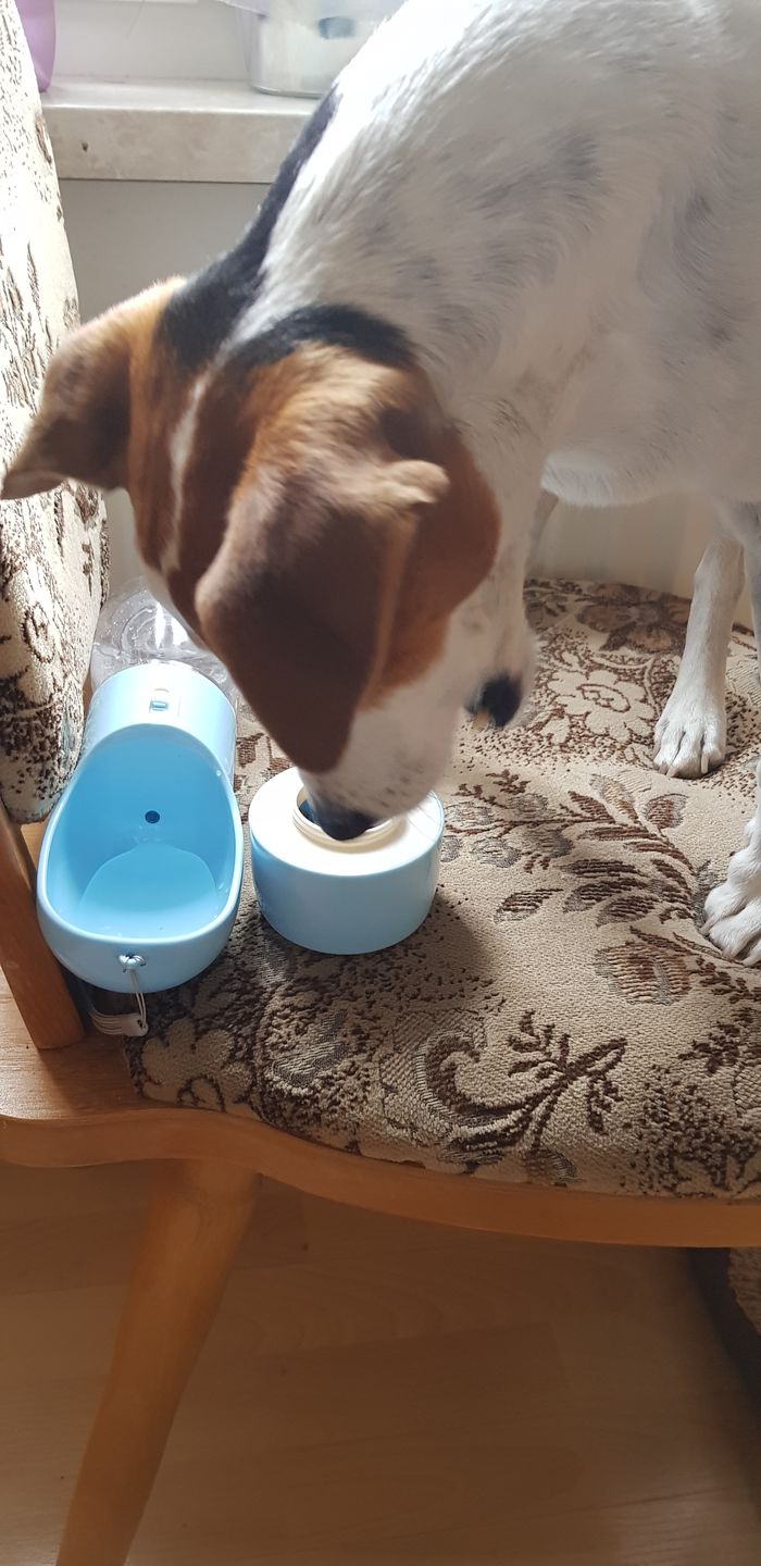 Customer photo review of Hunde Trinkflasche inkl. Futterbehälter