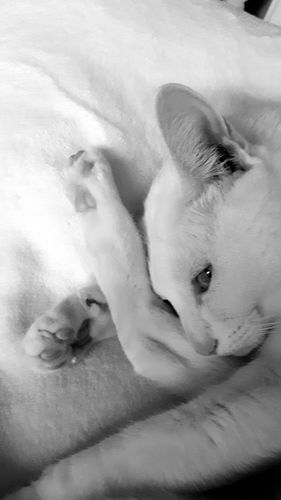 Avis photo d'un client sur Pâtée Chat Stérilisé Sans Céréales - Saumon
