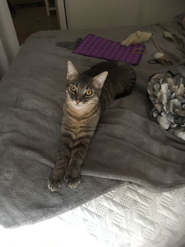 Avis photo d'un client sur Pâtée Chat Stérilisé Sans Céréales - Poulet