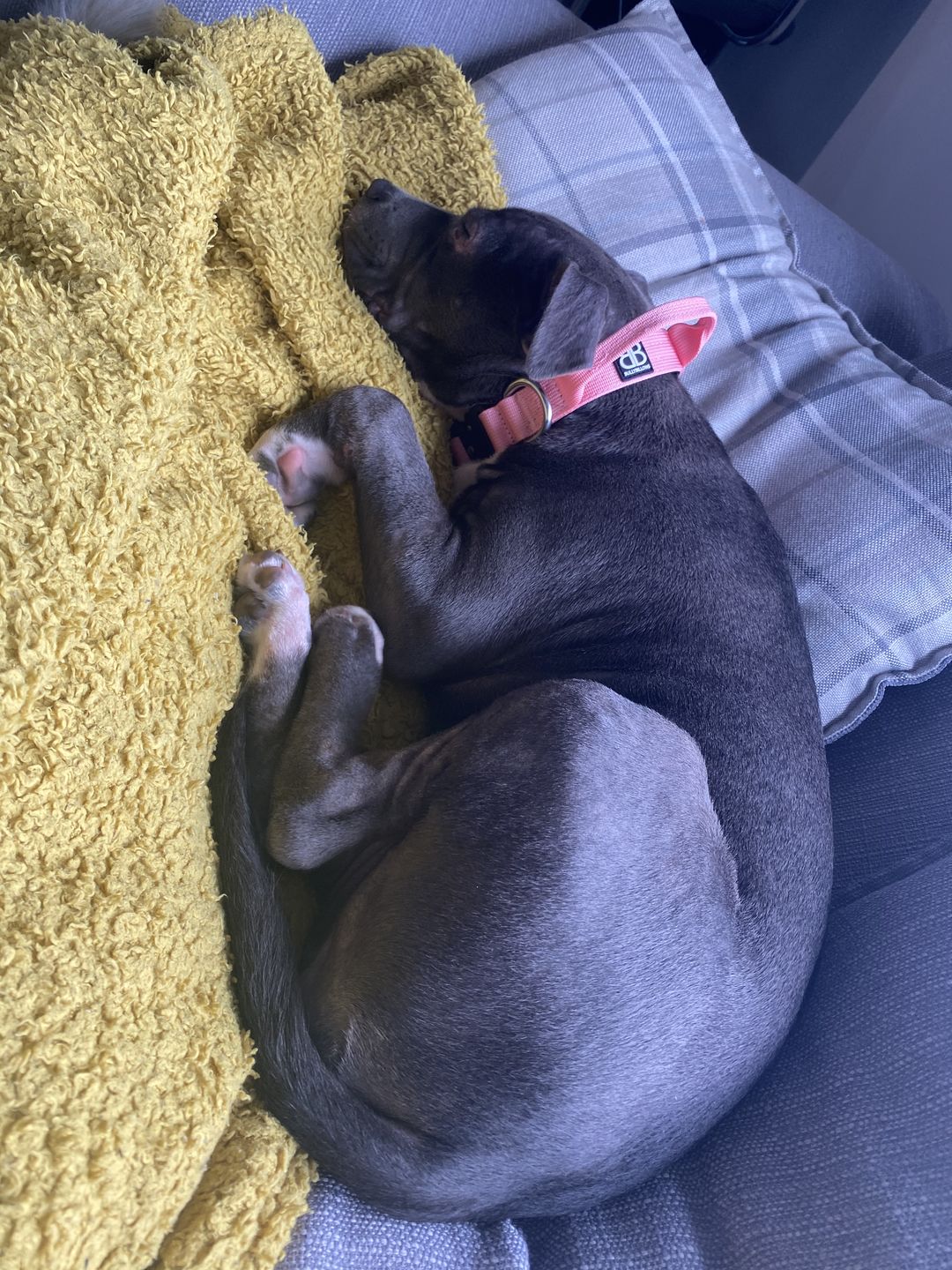 Customer photo review of 2.5cm Combat® Collar | With Handle & Rated Clip - Pink v2.0