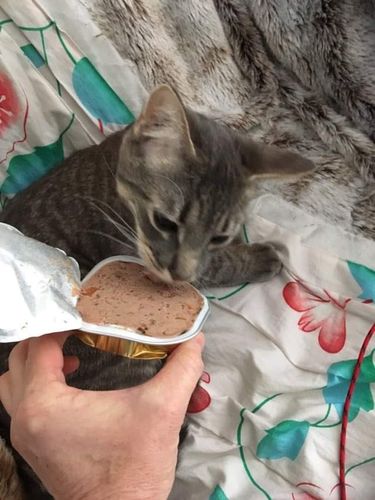 Avis photo d'un client sur Pâtée Chat Entier Sans Céréales - Boeuf