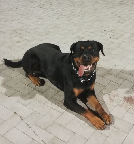 Customer photo review of IMPERIAL FOOD STARFISH ARINGA