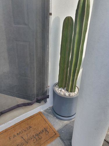 Customer photo review of Cactus Órgano