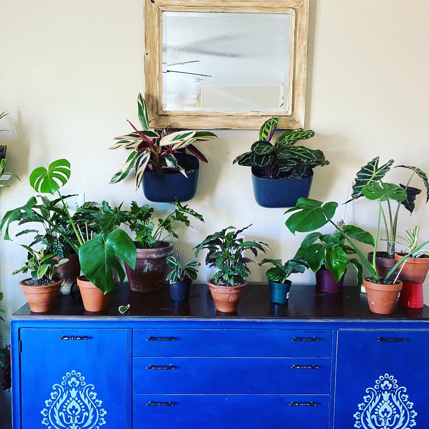 Customer photo review of Eco Stone Wall Planter