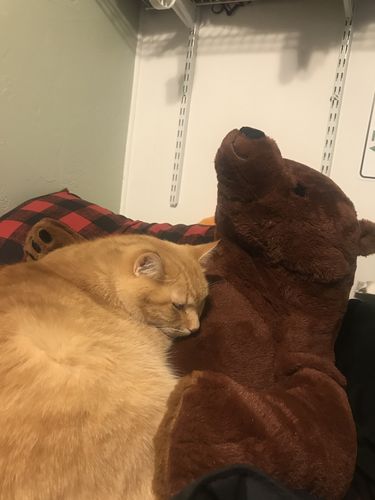 Customer photo review of SKOGGY BEAR