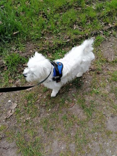 Customer photo review of Pfotenlove - Personalisiertes Sicherheitsgeschirr – Premium Ausgabe