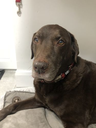 Customer photo review of TARTAN - Collar