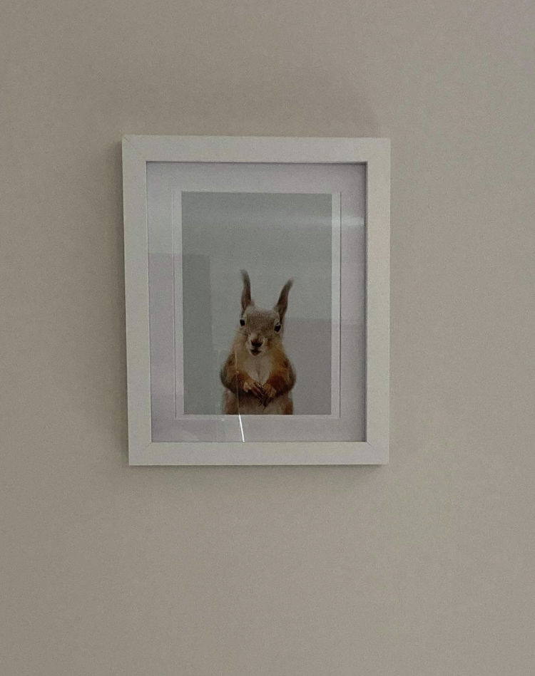 Customer photo review of Red Squirrel Print