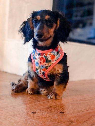 Customer photo review of Rifle paper co dog harness - Garden Party Cream petite prints