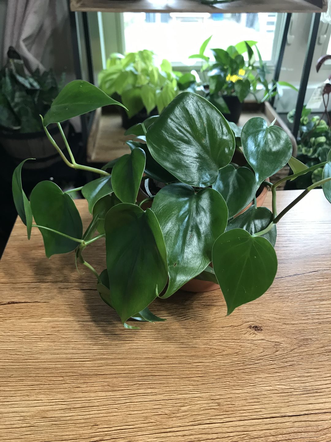 Customer photo review of 4" Philodendron hederaceum Green