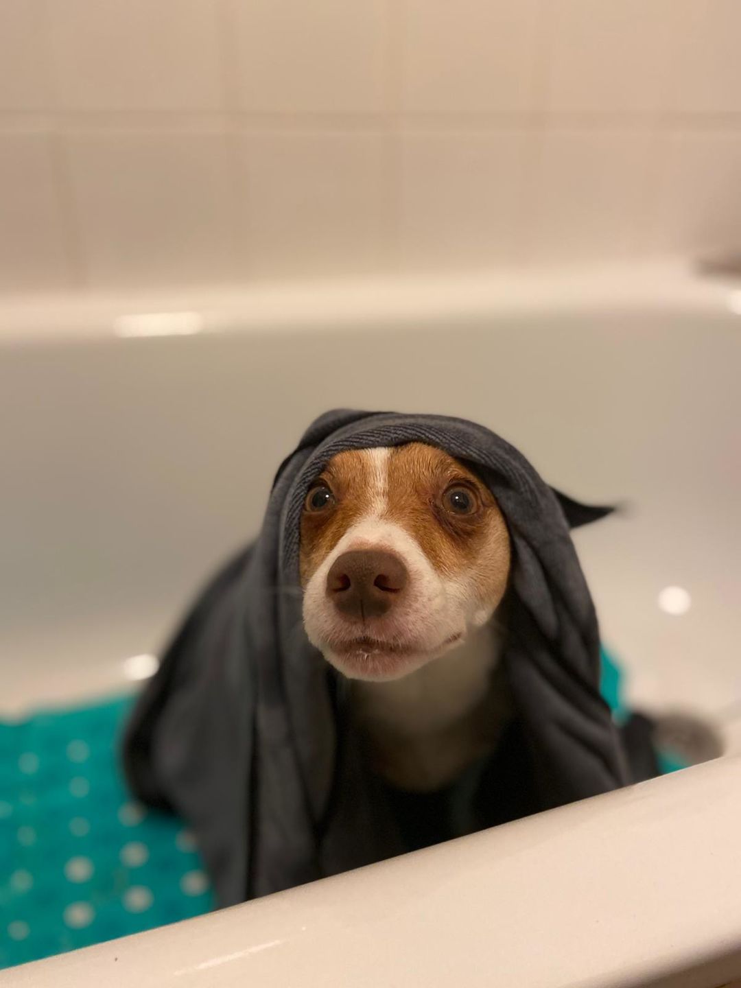 Customer photo review of Natural Neem Oil Shampoo Bar for Dogs
