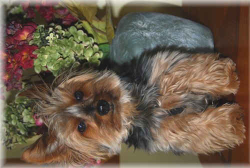 Customer photo review of Gift Wrap