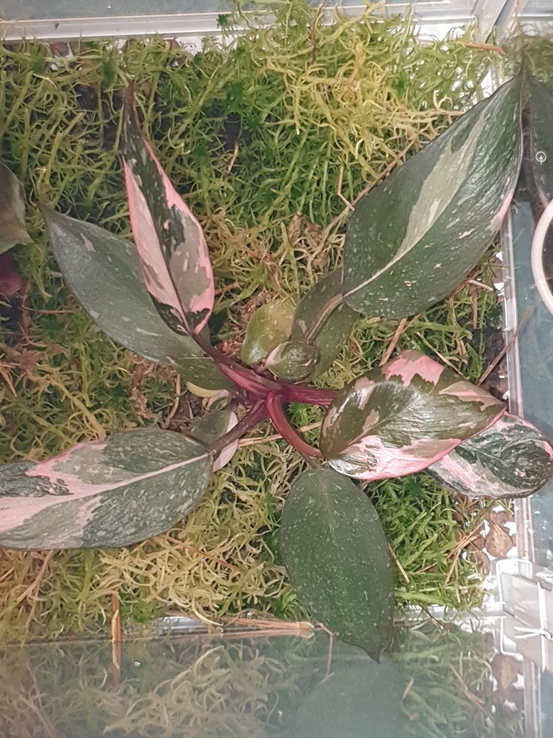 Customer photo review of PHILODENDRON PINK PRINCESS