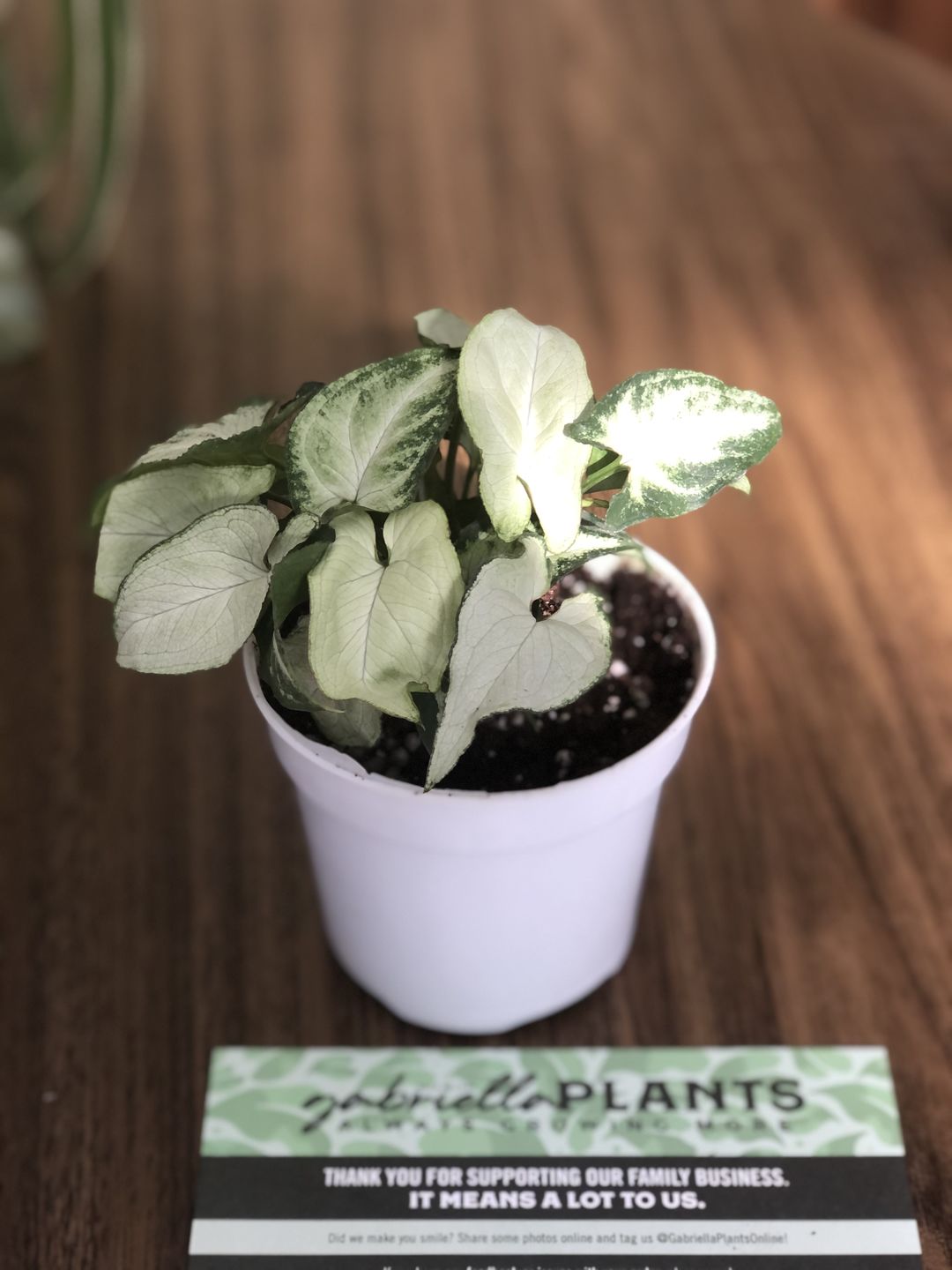 Customer photo review of 4" Syngonium 'Holly M'