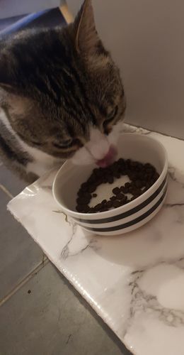 Orijen Six Fish Croquettes Chat Chats Nos Chiens