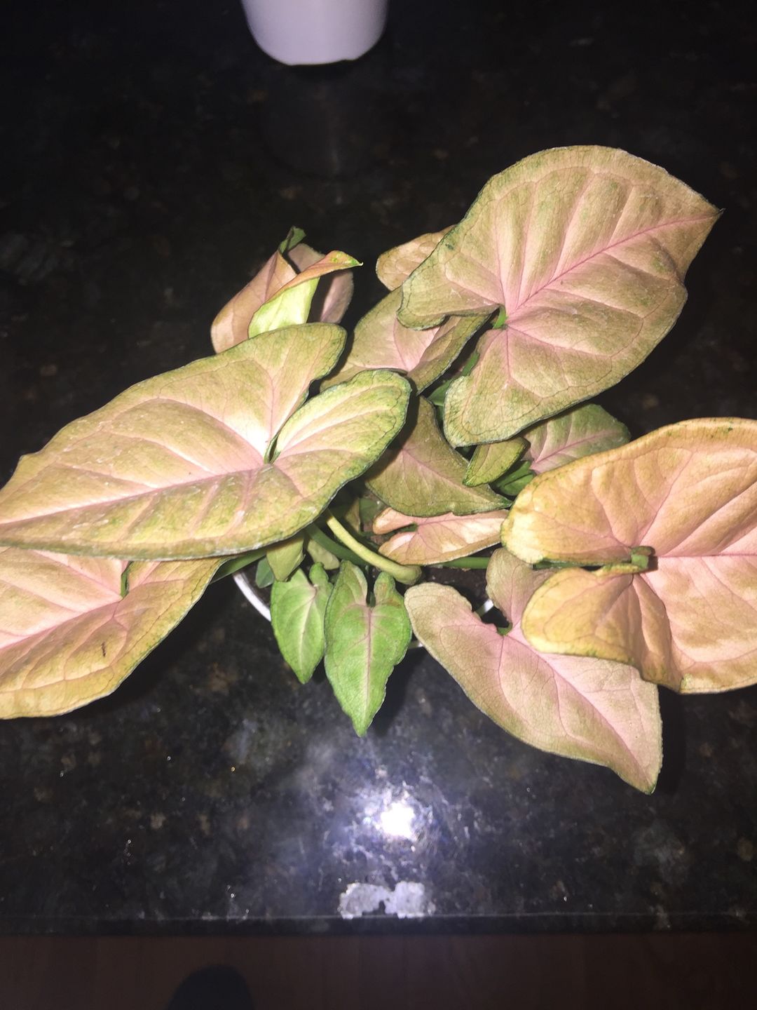 Customer photo review of 4" Syngonium Regina Red