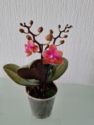 Customer photo review of Duftorchidee Dusty Belle mit orange-roten Blüten und 2 Stielen