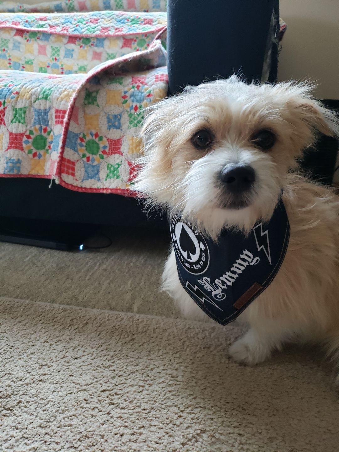 Customer photo review of Custom Text Denim Dog Bandana