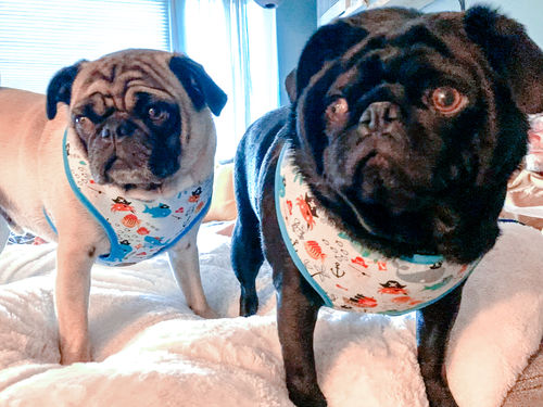 Customer photo review of Nautical beach dog harness/ boy girl dog harness vest