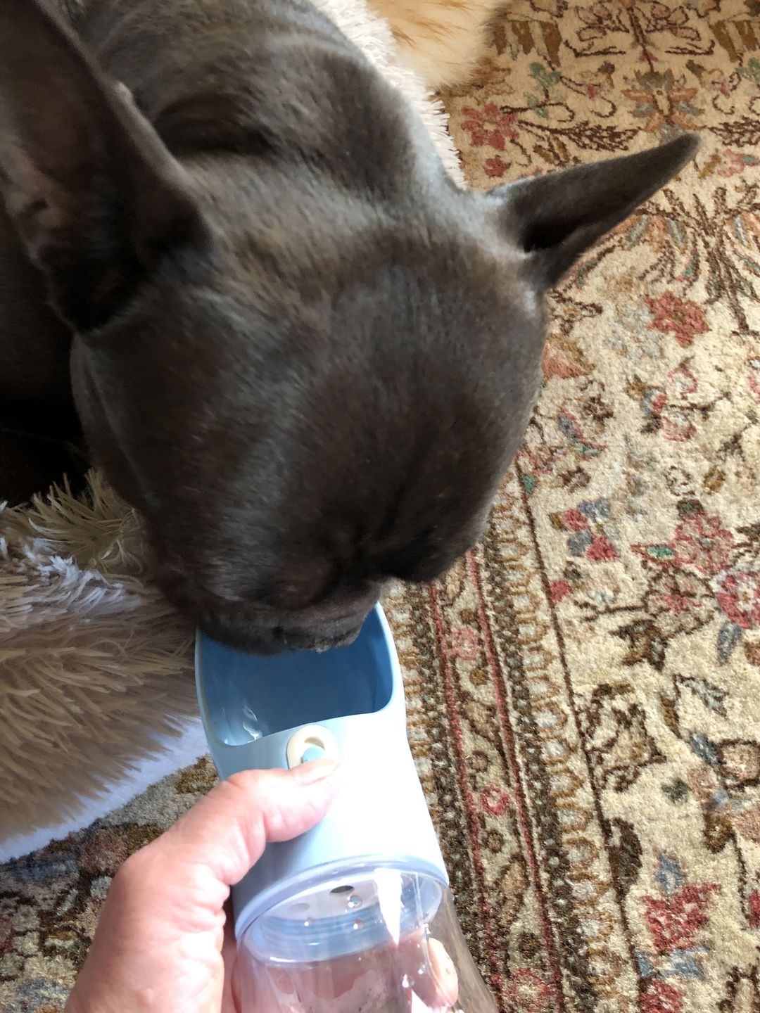 Customer photo review of Hunde Trinkflasche inkl. Futterbehälter