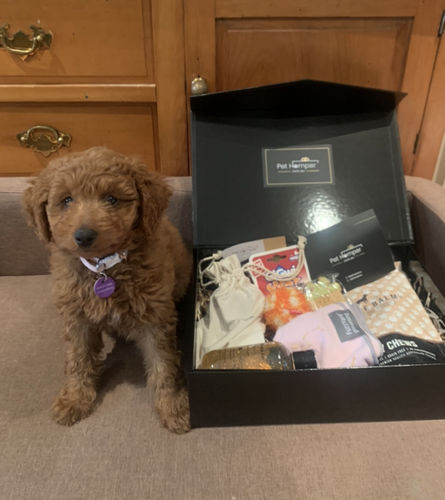 Customer photo review of Puppy Hamper - First Paw Prints Hamper