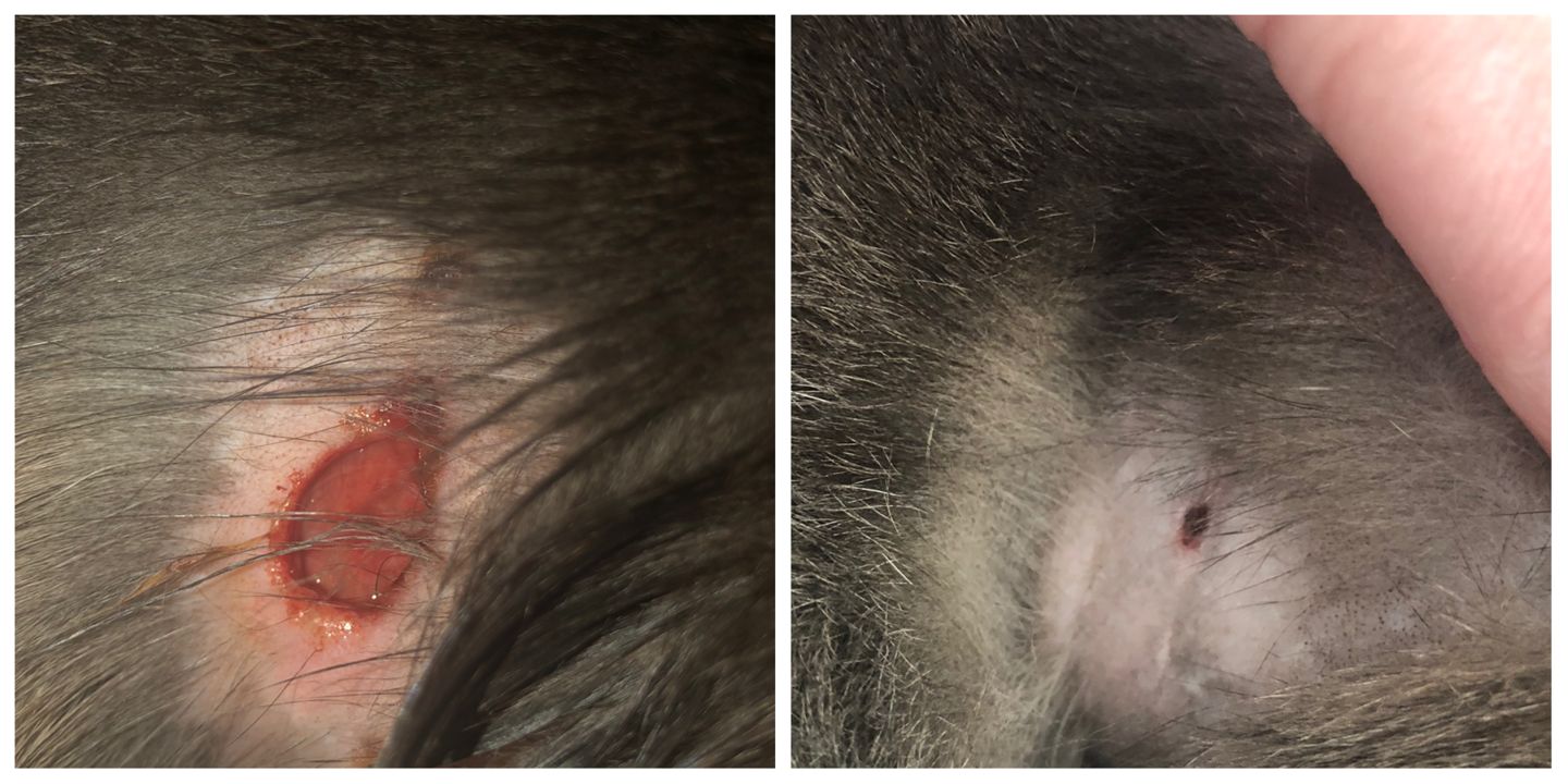 Customer photo review of Cat Spray