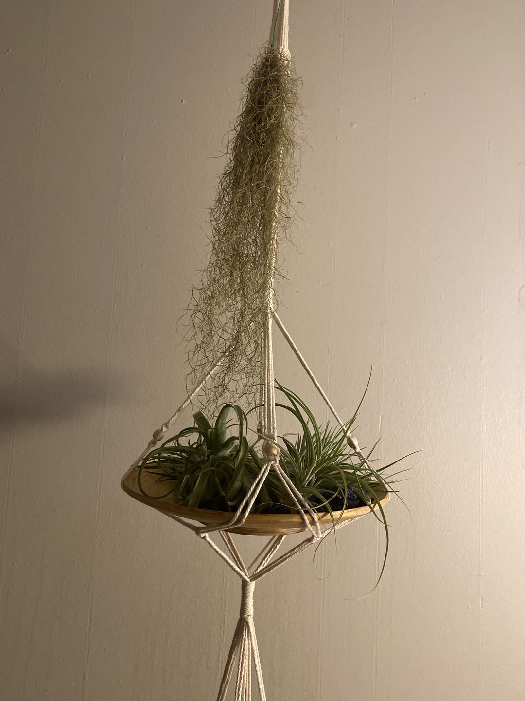 Customer photo review of 3 Air Plants & Fertilizer  Great Starter Mix