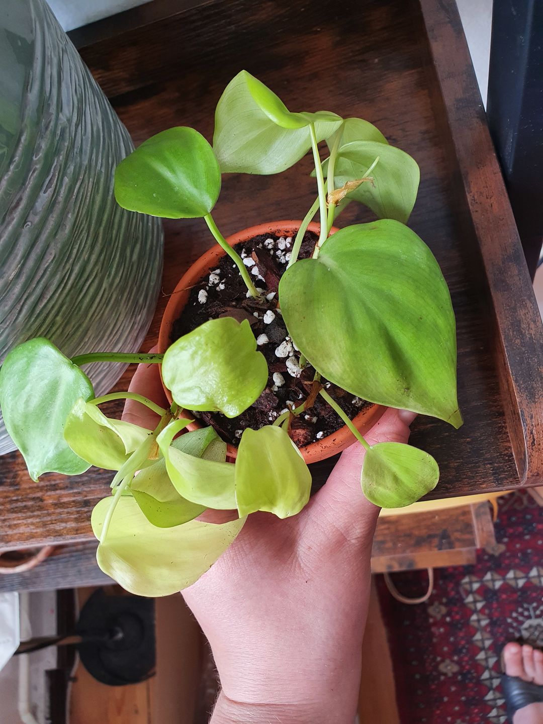 Customer photo review of PHILODENDRON HEDERACEUM LEMON LIME