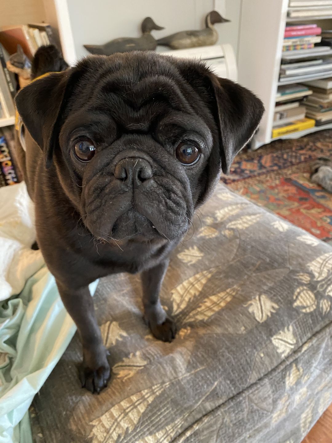 Customer photo review of Royal Canin Veterinary Diet - Hepatic. Canned Dog Food.