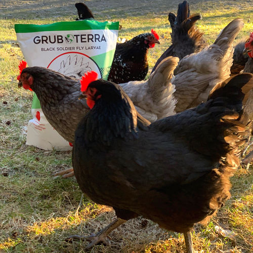 Customer photo review of GrubTerra Dried Larvae