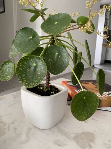 Customer photo review of Pilea peperomioides