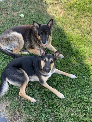 Customer photo review of Wigglewow Premium All-Natural Oat-Bacon Dog Treats - Made in USA