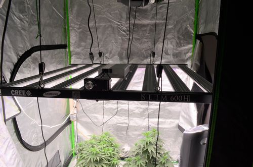 Customer photo review of Slim 600H Dimmable LED Grow Light 600w (120 Degree) 3500k