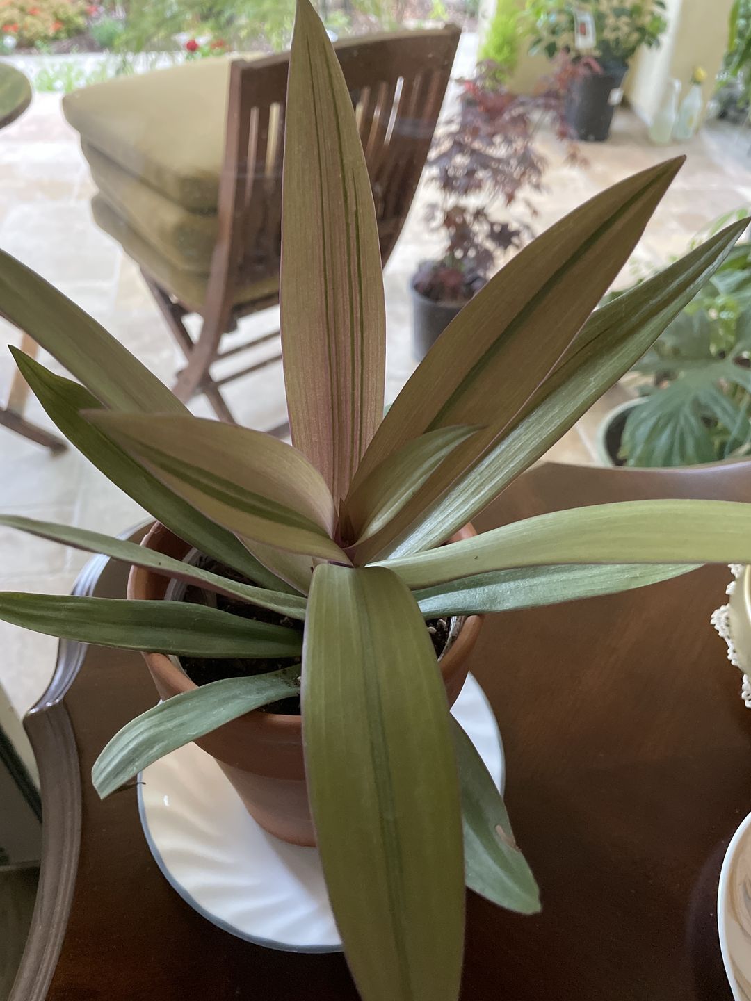 Customer photo review of 4" Tradescantia spathacea 'Sitara's Gold'