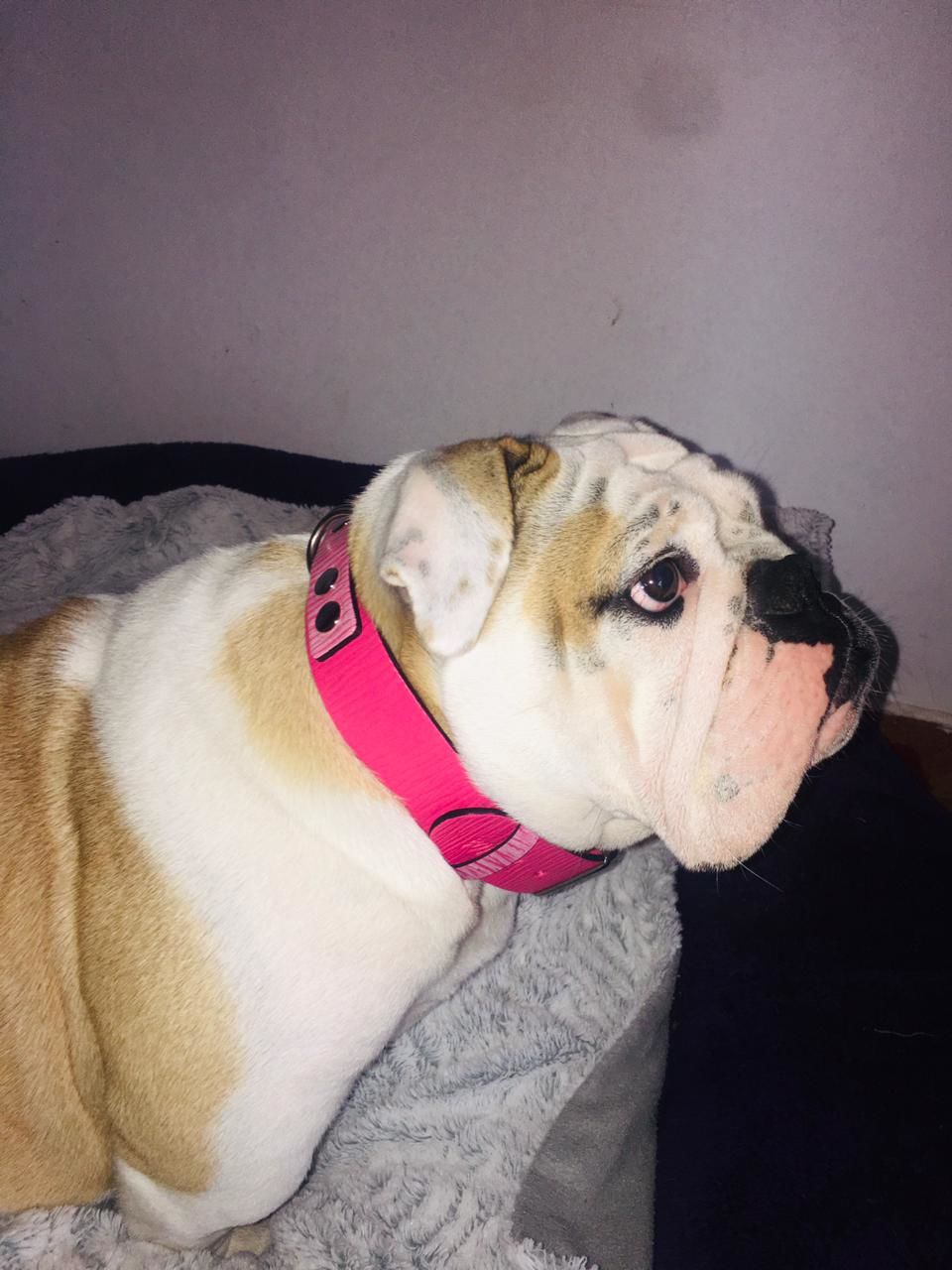 Customer photo review of Collar Duke Fucsia Corrugado/Rosado Corrugado
