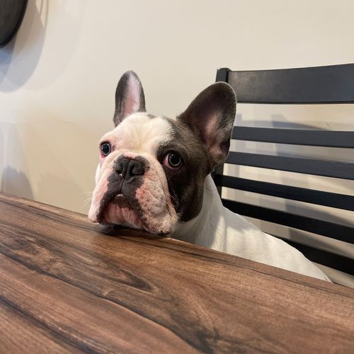 Customer photo review of 5-7 inch Knotted Tripe Twist Bone