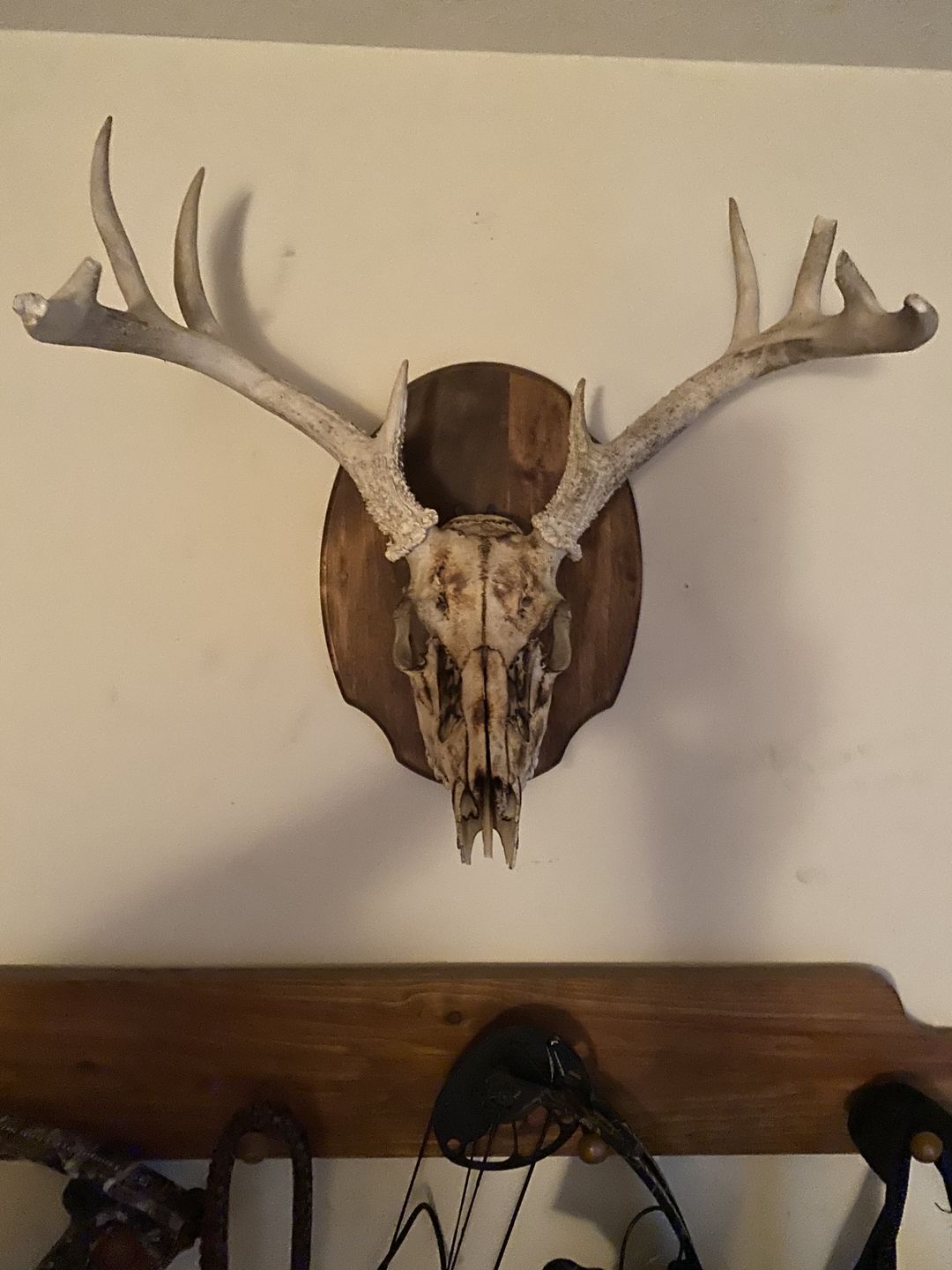 Customer photo review of European Trophy Mount - Small Hook - 3 PACK