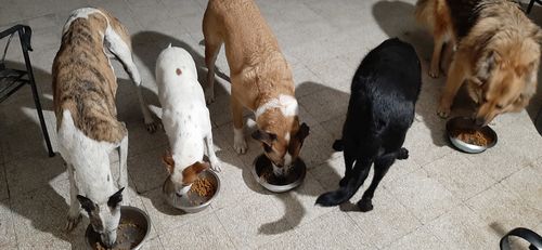 Customer photo review of IMPERIAL FOOD ENERGY MAIALE