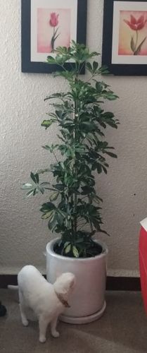 Customer photo review of Aralia