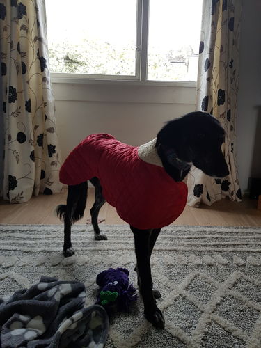 Customer photo review of Quilted Greyhound / Whippet Coat