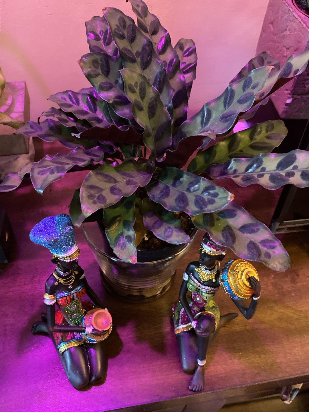 Customer photo review of 4" Calathea Lancifolia - Rattlesnake Plant