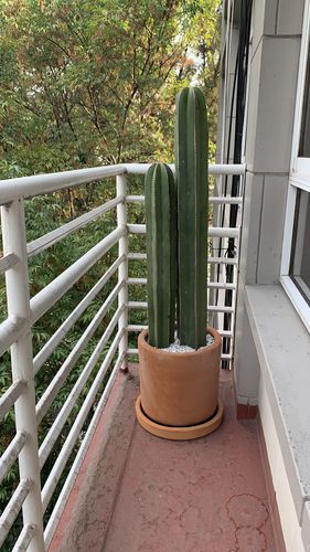 Customer photo review of Cactus Órgano