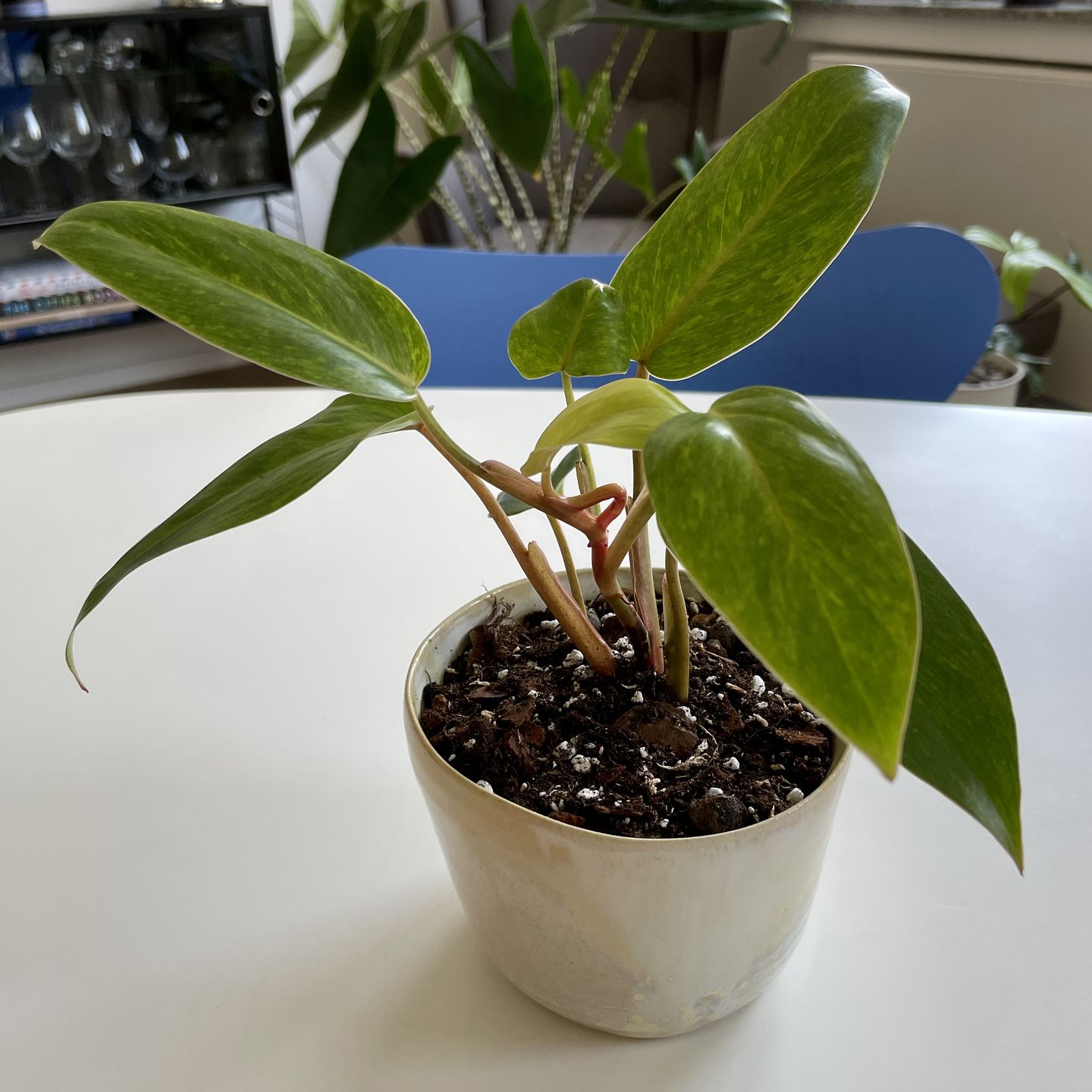 Customer photo review of PHILODENDRON PAINTED LADY